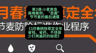 第3节：小麦救急高难案例，&ldquo;恶霸&rdquo;节节麦的最后通牒，课程：《3月春耕除草定全年：省钱、省药、不烧苗、少打两遍药的秘密》
