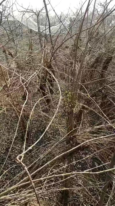 出售药用连翘苗，科研五号优质种苗，2/5年苗，药用连翘树，挂果树，全国包邮到家！财富密码18534302961