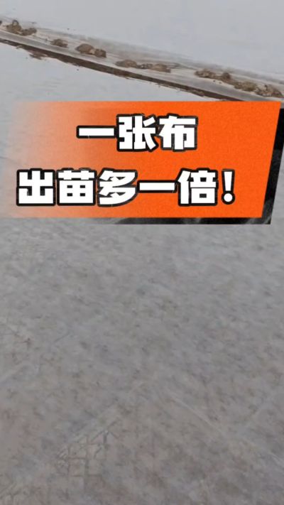 烤烟育苗盖无纺布，保温保湿出苗齐，不烂种、出苗快，烟农必备小技巧！