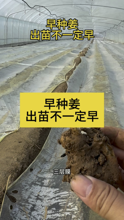 早种姜，出苗不一定早！