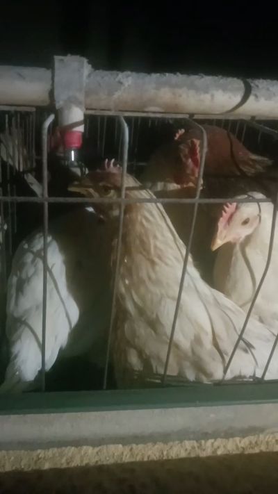 这鸡群在怪叫，怪叫的原因是痰化黏着，形成的比呼噜更重的一种呼吸道。其病因为肺中有热，热灼而痰黏，从而引起的怪叫。