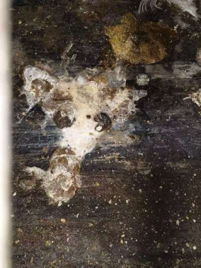 蛋鸡拉白稀的问题