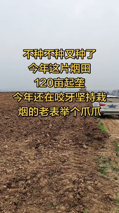 不种不种又种啦，还在咬牙坚持栽烟的老表集合啦！