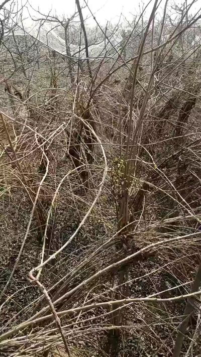 药用连翘苗，科研种苗定制树。挂果树。需要联系18534302961