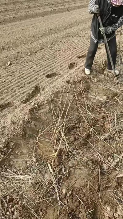 臭椿苗，一年籽播苗，地径0.5/1公分以上。需要联系18534302961