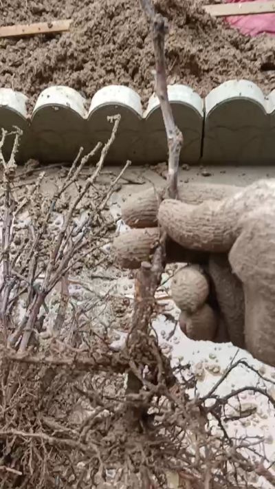 巨峰葡萄苗，一年扦插苗，需要联系我18534302961