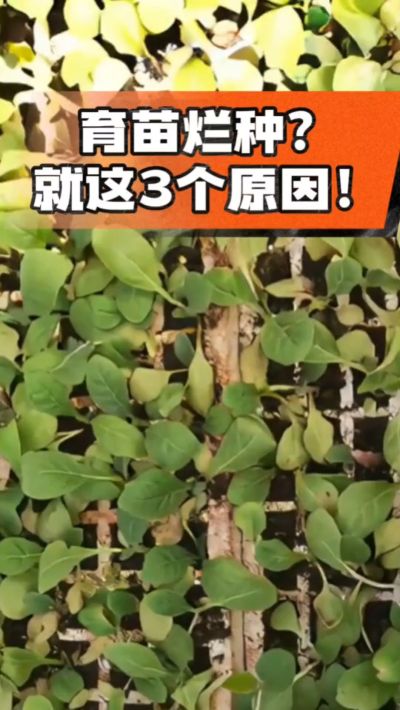 烤烟育苗烂种？3个原因讲清楚！消毒、控水、控温，做到就苗齐苗壮🔥
#烤烟育苗 #烤烟种植 #烂种防治 #烟农