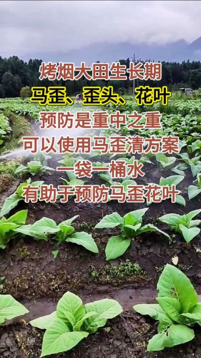 烤烟大田生长期，马歪歪头花叶预防是重中之重，可以使用马歪清方案，一袋一桶水，有助于预防马歪花叶。
烤烟管理早做一步，后期少操心！#烤烟种植#烤烟管理#烤烟大田管理#烤烟病害防治