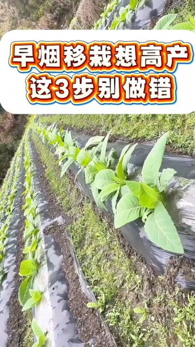 早烟移栽想高产，这3步是关键！深栽不露茎、土压结实根、浇透定根水，做好这几点，烟苗缓苗快、根系旺，后期少操心～
