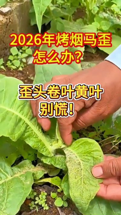 烤烟管理关键期，马歪、卷叶、黄叶这样管！
用法简单，成本不高，烟农都在用。
需要正品渠道，私信我获取！
关注收藏，烤烟高产不迷路！