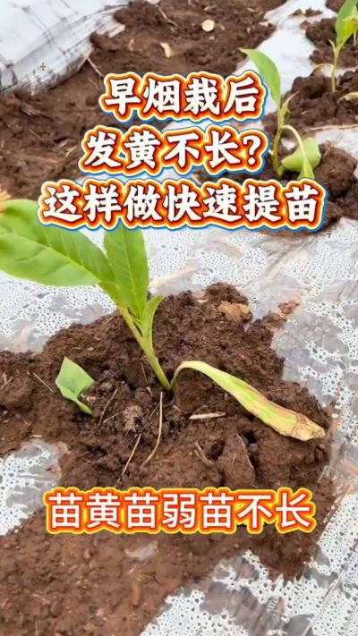 家人们，早烟栽下去发黄不长？别愁！温度低容易出这问题，做好保温、少浇水、补点营养，三五天苗就精神了～ 弱苗转壮苗的招，咱烟农得知道！早烟缓苗