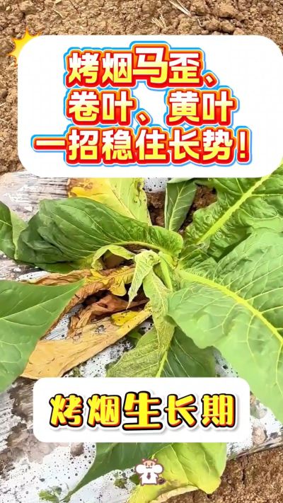烤烟马歪、卷叶、黄叶不用愁！
一袋一桶水，喷施简单，长势更稳！
需要正品渠道，私信我！
关注我，烤烟管理不迷路！