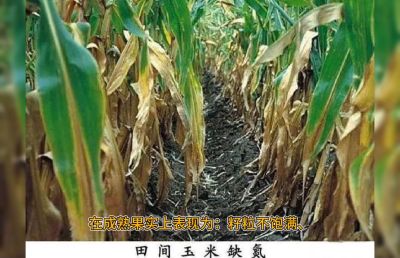 系统，重点的讲解氮肥的作用及缺氮的简单判断