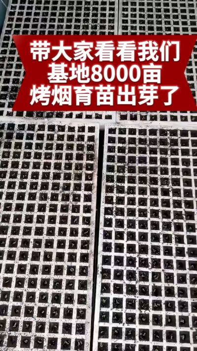烟农日常  老表你那边今年苗子出的怎么样#烤烟种植技术与管理 #烤烟育苗 #三农