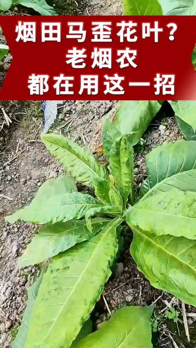 烤烟马歪、花叶不用愁！老烟农都在用的土方法，预防效果好。想了解用法的评论区留言。 #烤烟管理 #烤烟病害 #烤烟马歪 #烤烟花叶病