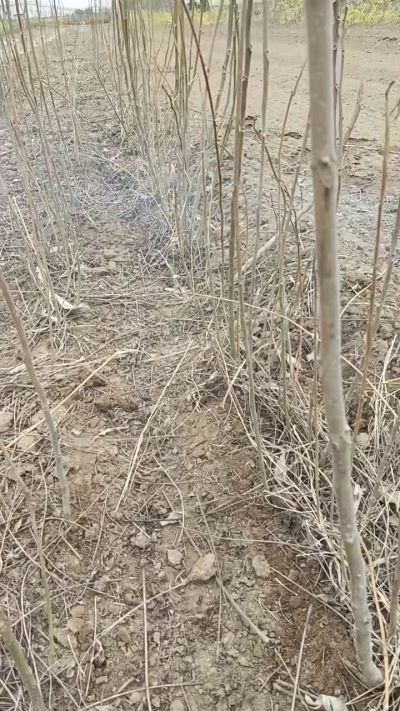 臭椿苗，一年籽播苗。需要联系18534302961