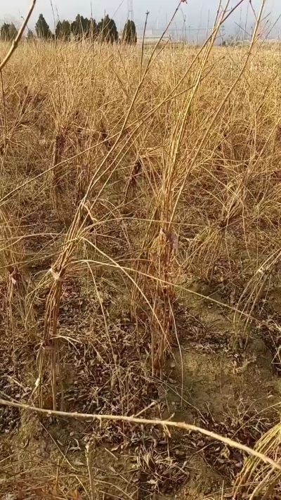 出售药用连翘苗，科研五号优质种苗，2/5年苗，药用连翘树，挂果树，全国包邮到家！财富密码18534302961出售药用连翘苗，科研五号优质种苗，2/5年苗，药用连翘树，挂果树，全国包邮到家！财富密码1