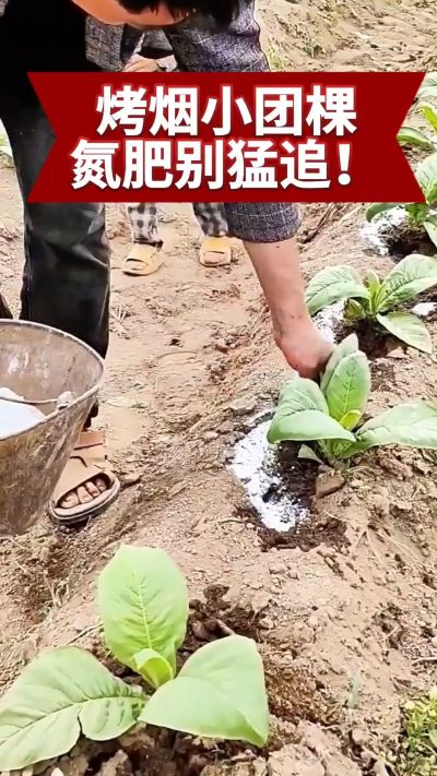 烤烟小团棵期管理要点：氮肥别猛追，少氮多钾更稳健。分享实用种植技巧，帮你种好烤烟，管理更省心！