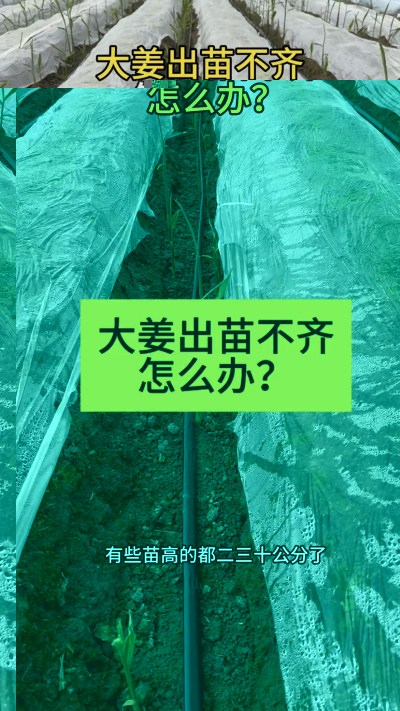 大姜出苗不齐怎么办？