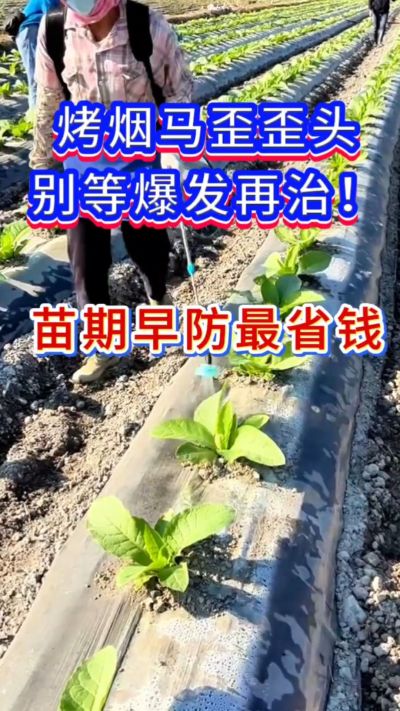 烤烟防马歪，苗期早防，省钱又省心。