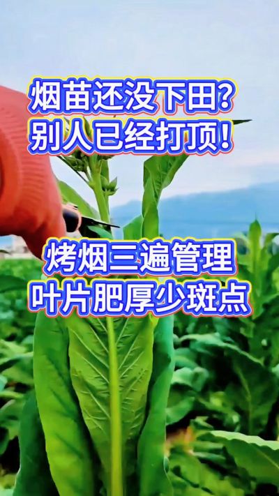 烤烟种植经验交流，有问题可私信了解。
