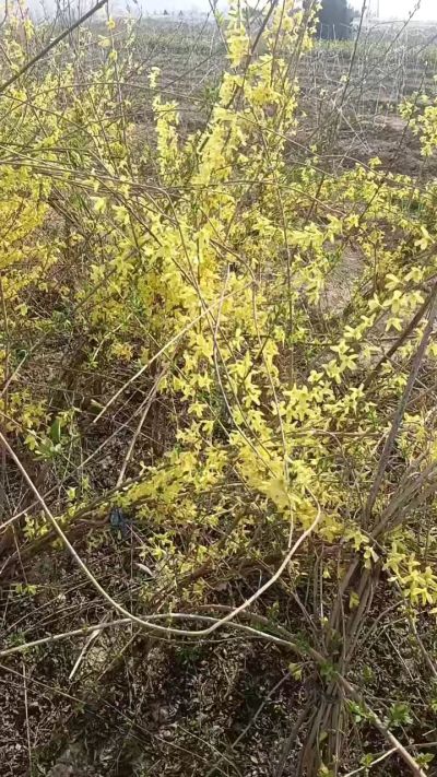 出售药用连翘苗，科研五号优质种苗，2/5年苗，药用连翘树，挂果树，全国包邮到家！财富密码18534302961