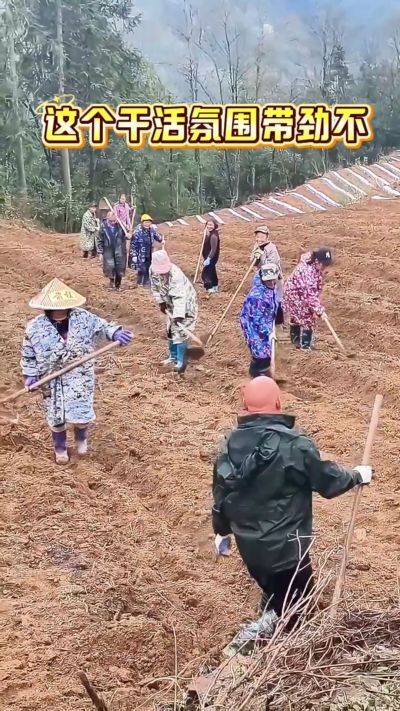 烤烟起垄：干活还得搞气氛，越搞越有劲。