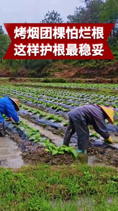 烤烟团棵期最怕烂根、根腐病！
学会正确护根，烟苗健壮少死苗，后期产量更有保障