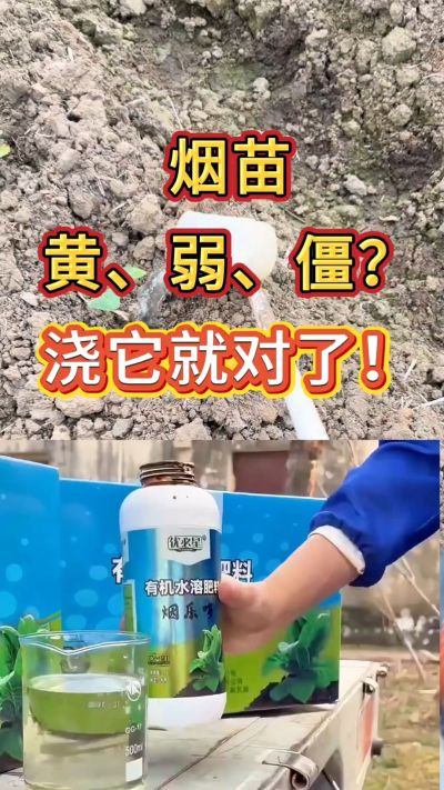 烟苗弱黄僵？浇烟乐多，生根壮苗长势稳。用法用量不懂私信我，免费教你正确使用。