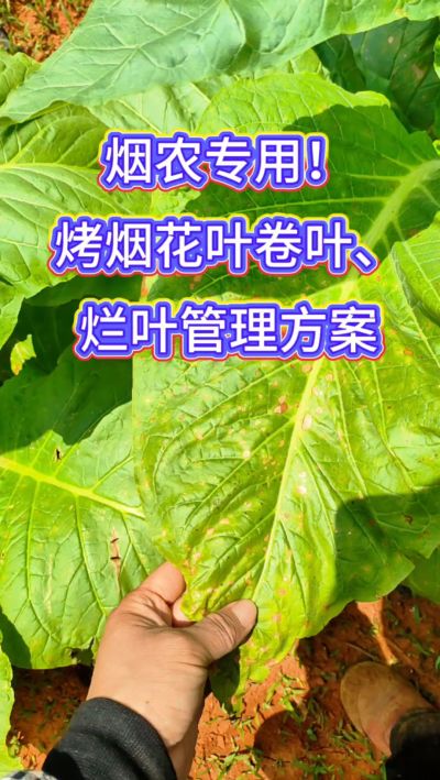 烟叶种植想高产，记住一防、二控、三巩固！
