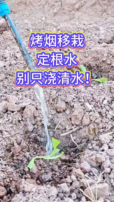 烤烟移栽别只浇清水！定根水这么配，烟苗缓苗快、扎根稳，重茬地也能壮苗，后期长势看得见～