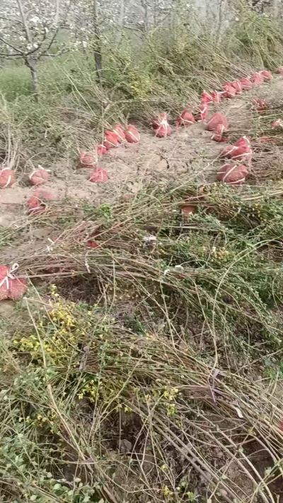 出售药用连翘苗，科研五号优质种苗，2/5年苗，药用连翘树，挂果树，全国包邮到家！财富密码18534302961