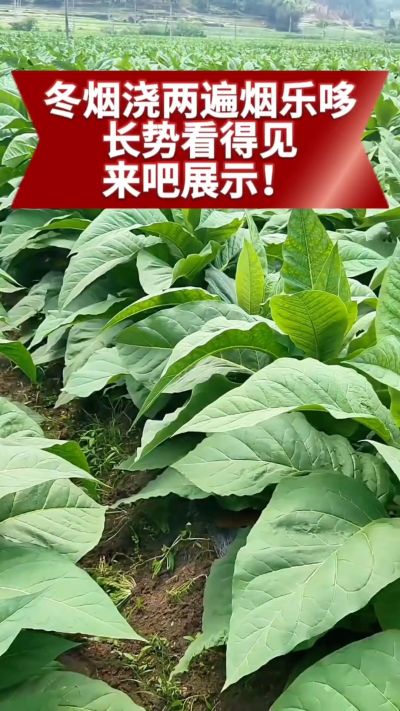 冬烟浇两遍烟乐哆生根套餐
根系壮、长势旺
好烟都是管出来的
实拍效果看得见，欢迎烟农朋友交流经验