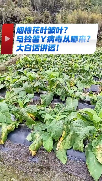 烟农注意！马铃薯Y病毒3大来源，早预防少走弯路，烤烟高产少生病！