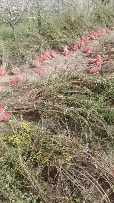 出售药用连翘苗，科研五号优质种苗，2/5年苗，药用连翘树，挂果树，全国包邮到家！财富密码18534302961