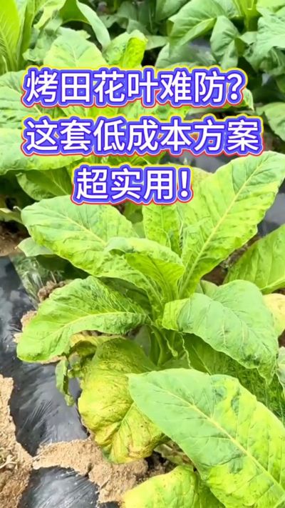 烟田花叶防控方案分享，低成本辅助预防与早期控制，壮株健苗、兼顾防蚜传毒。需要用法用量的朋友，关注+评论&ldquo;配方&rdquo;即可获取～