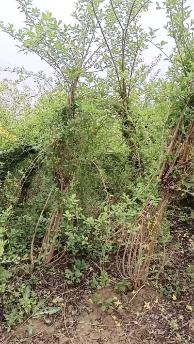 出售药用连翘苗，科研五号优质种苗，2/5年苗，药用连翘树，挂果树，全国包邮到家！财富密码18534302961