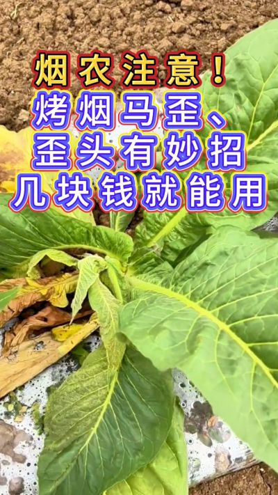 烟农注意，烤烟花叶马歪问题有妙招，几块钱就能用
