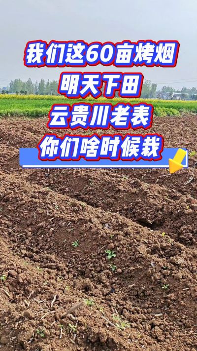 烤烟移栽季，我们60亩明天下田，云贵川老表，你们开栽了吗？