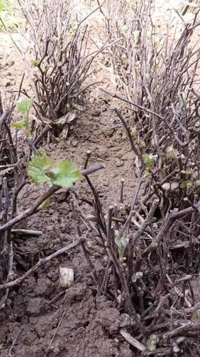 出售巨峰葡萄苗。药用连翘苗，科研五号优质种苗，2/5年苗，药用连翘树，挂果树，全国包邮到家！财富密码18534302961