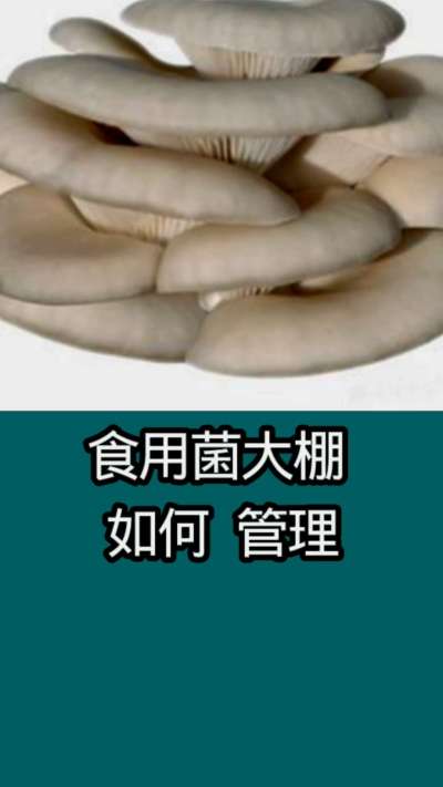 食用菌大棚如何管理