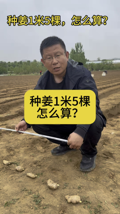 种姜1米5棵，怎么计算？