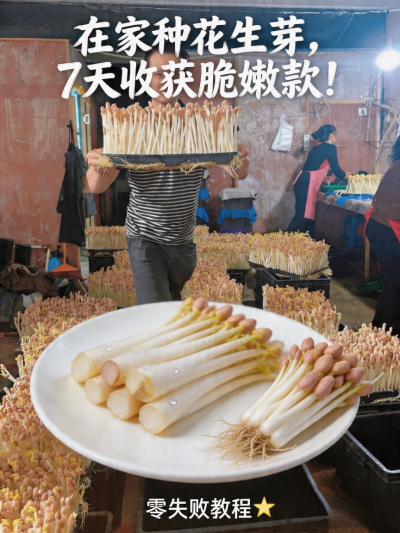 花生芽这样种，新手也能爆盆！3步出芽快、长得壮，厨房角落就能种～