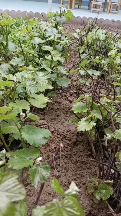 出售五角枫2年苗，500棵，巨峰葡萄苗。2000棵。低价处理。需要联系18534302961