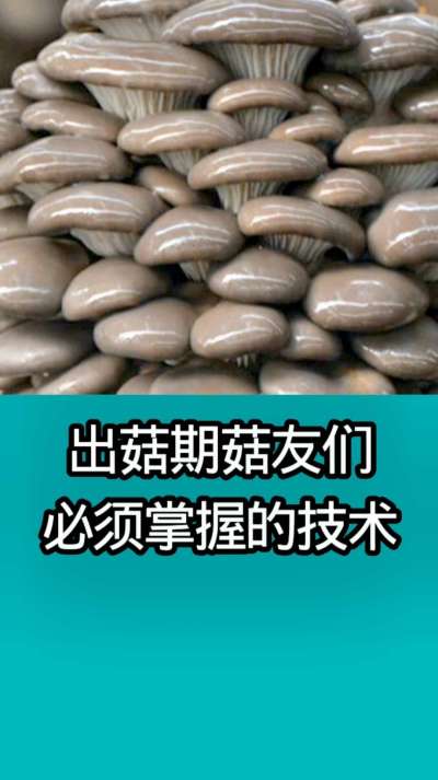 出菇期菇友们必须掌握的技术