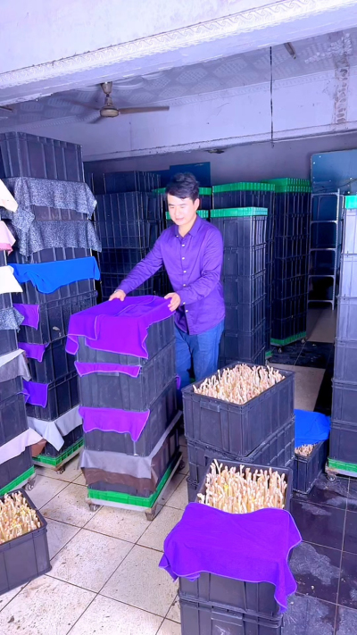 【花生芽种植实操指南】

想试试小成本种植？花生芽种植门槛低、周期短，新手也能快速上手，今天把从种到收的关键技术点讲透，照着做少走弯路&mdash;&mdash;

一、选种浸种：好种子出好芽

1. 选种：挑颗粒饱满、无破