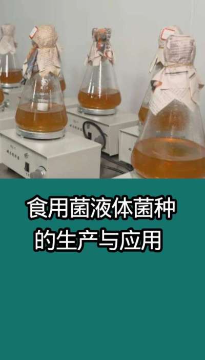 食用菌液体菌种的生产与应用