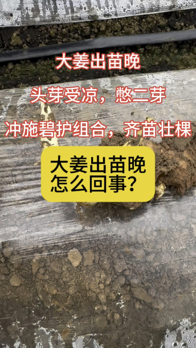 大姜出苗晚，怎么回事？