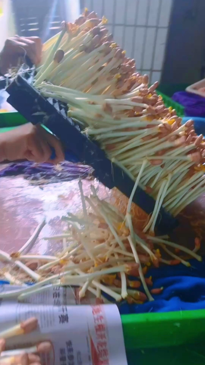 找了间空房子试种花生芽，头天弄50斤，一早被熟客订光；第二天加到100斤，没到中午就空了；第三天索性备了200斤，结果还是不够分。

来拿芽子的阿姨说：&ldquo;你这芽子嫩得能掐出水，我那小摊子全靠它拉回头客