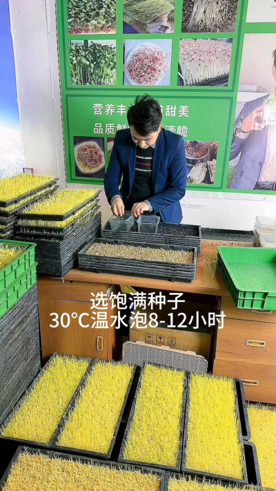 8秒看懂芽苗菜种植，就这几步：选好种、泡够时、铺匀了、勤喷水，不用土不费事儿，新手也能种得绿油油。想试试的，跟着做准成～